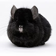 ebony chinchilla photos photographs pictures images